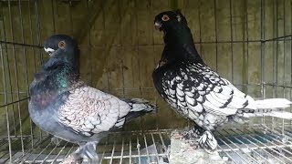 Blondinette Pigeon  Beautiful Breeding Pigeon  Fancy Pet [upl. by Schlesinger]