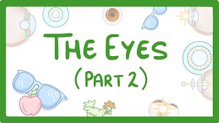 GCSE Biology  How the Eye Works Part 2  Accommodation 32 [upl. by Ednalrym659]