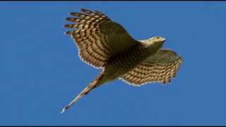 Sparrowhawk Bird Call Bird Song [upl. by Dalohcin]