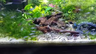 Large school of dwarf corydoras pygmaeus hastatus habrosus [upl. by Ellehcer]