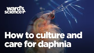 Caring and Culturing for Daphnia [upl. by Enaid659]