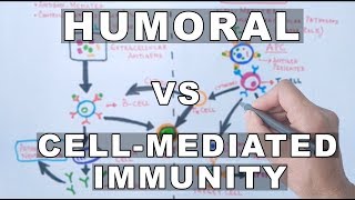 Humoral and Cell Mediated Immunity [upl. by Rici442]