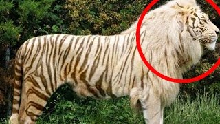 Top 10 Hybrid Animals That Actually Exist [upl. by Vernor]