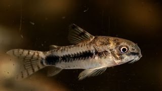 Salt and Pepper Cory Corydoras habrosus Species Spotlight [upl. by Nesnej]