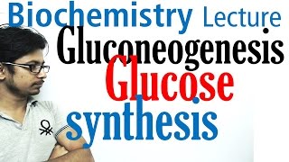 Gluconeogenesis pathway biochemistry [upl. by Etac61]