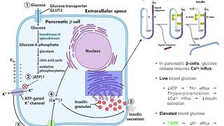 The Mechanism of Insulin Release by Pancreatic βcells [upl. by Erl]