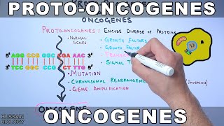 ProtoOncogenes and Oncogenes [upl. by Burley894]