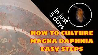 How to Culture Magna Daphnia Easily [upl. by Andeee]