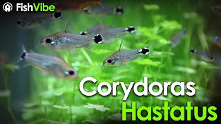 Corydoras Hastatus  Patt Fish Vibe [upl. by Vokaay]