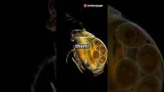 How to culture Daphnia for your Aquarium [upl. by Anemaj]