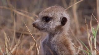 Snakebitten Meerkat Returns Home  BBC Earth [upl. by Adnohsad]