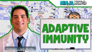 Immunology  Adaptive Immunity [upl. by Goldman]