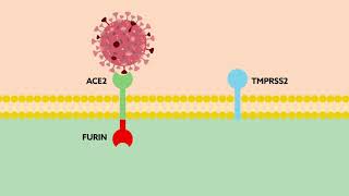 Combating SARSCoV2 with precision medicine [upl. by Aniaj266]