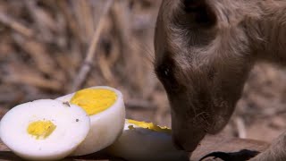 Whats a Meerkats Favourite Food  BBC Earth [upl. by Anahahs577]