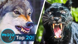 Top 20 Real Life ManEaters [upl. by Veriee171]