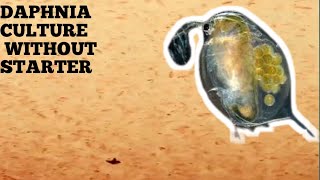 HOW TO CULTURE DAPHNIA NATURALLY WITHOUT A STARTER [upl. by Halilak]