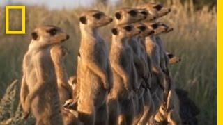 Meerkats vs Puff Adder  National Geographic [upl. by Bronnie]