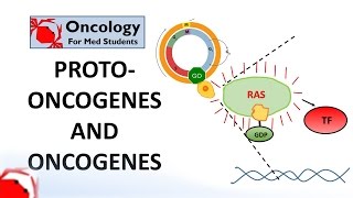 7 Protooncogenes and Oncogenes [upl. by Romona645]