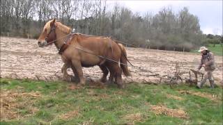 EQUITRACTION labour au brabant traction animale [upl. by Amahcen]