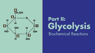 Glycolysis  Biochemical Reactions  MEDZCOOL [upl. by Ishmael142]