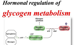 Glycogen metabolism regulation [upl. by Notnilc]