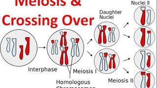 Meiosis amp Crossing Over [upl. by Acire203]