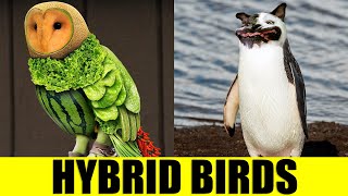 HYBRID BIRDS  Animals That Dont Exist [upl. by Guzel447]