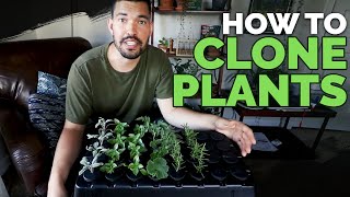 How to Clone Plants Propagating in an Aeroponic System 101 [upl. by Jacoby]