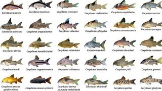 Corydoras ID Compilations part1 Awesome Cory Catfish For Aquarium Corydoras Collection Rare Cory [upl. by Niai]