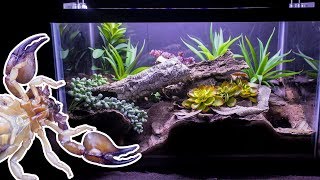 Naturalistic Burrowing Scorpion Vivarium [upl. by Ainollopa]