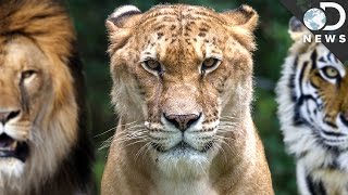 How Evolution Creates Hybrid Animals [upl. by Yc]