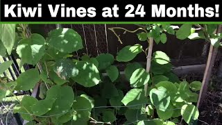 How To Grow A Kiwi Tree or Vine From Seed  24 Months [upl. by Pike418]