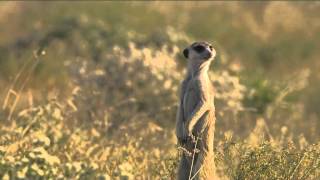 Meerkat looks around [upl. by Liew]