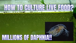 How to Culture Daphnia Secret Method to Breed MILLIONS  Simply Aquatic [upl. by Yrrej681]