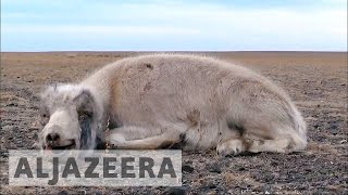 Rare wild antelope facing extinction in Mongolia [upl. by Vinny286]