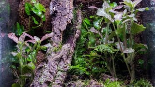 Vertical 10g Naturalistic Vivarium Build [upl. by Nart]