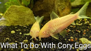 How to Move Corydora Eggs Into Nursery Tank [upl. by Sucramej]