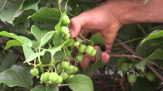 How to grow Hardy Kiwi [upl. by Acinok]