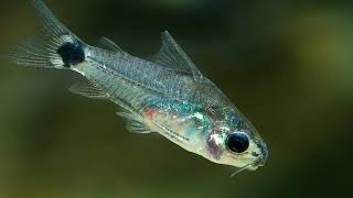 Corydoras hastatus Tail Spot Cory Dwarf Corydoras [upl. by Innos17]