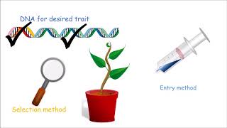 How to Make a Genetically Modified Plant [upl. by Carbone]