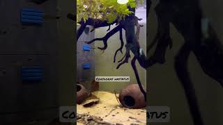 Corydoras hastatus [upl. by Urba70]