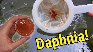 How I Culture Daphnia In Outdoor Tubs [upl. by Raama]