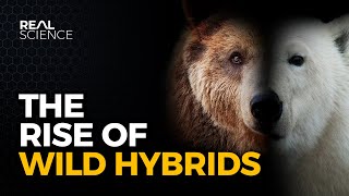 Why Hybrid Animals May Take Over the North [upl. by Luba111]