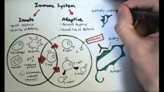 Immunology Overview [upl. by Ursala]