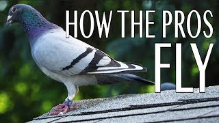 How The Pros Fly Short Pigeon Racing Documentary [upl. by Oznecniv862]