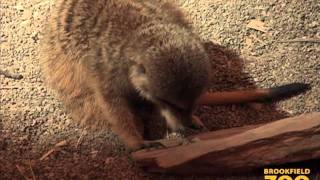 Meerkats On Guard at Brookfield Zoo [upl. by Aihsirt]