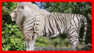 10 Most Bizarre Hybrid Animals That Actually Exist [upl. by Dougal87]