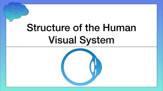 Structure of the Human Visual System [upl. by Freddy56]