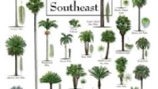 Palm Tree care Tips  facts deficiencies history [upl. by Yevre638]