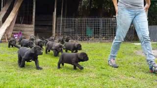 Criadero Mastín Napolitano  Puppies Neapolitan Mastiff [upl. by Trout]